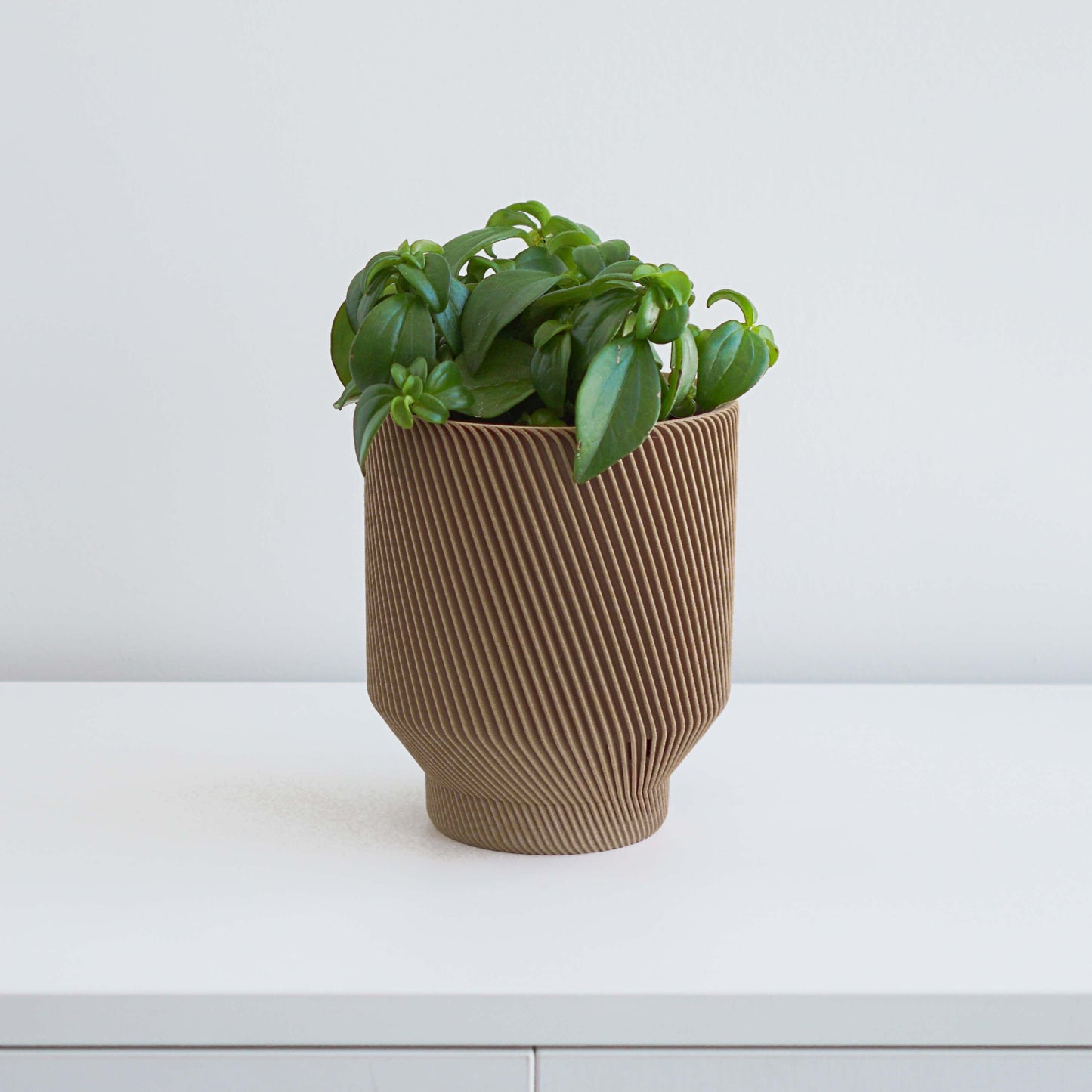 Spruce Planter Conifer