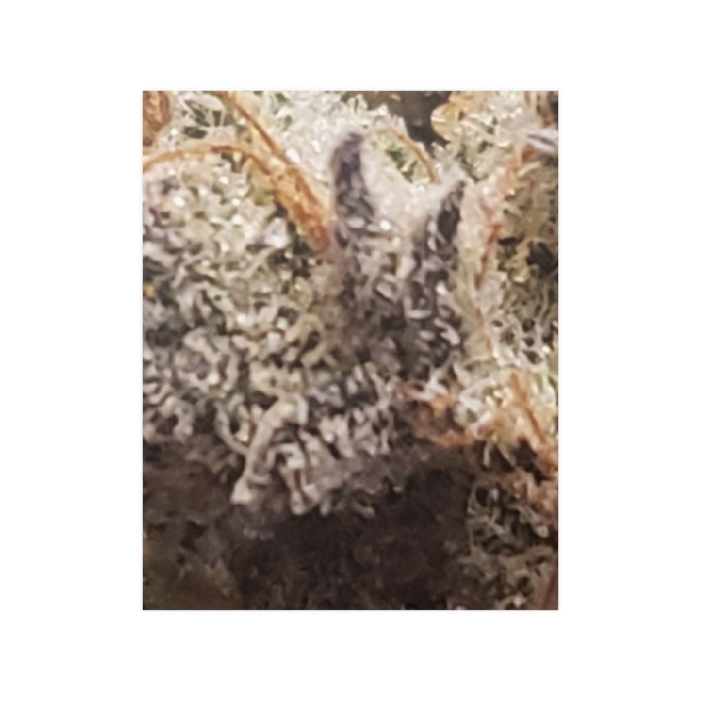 Bud Satin Posters (210gsm)