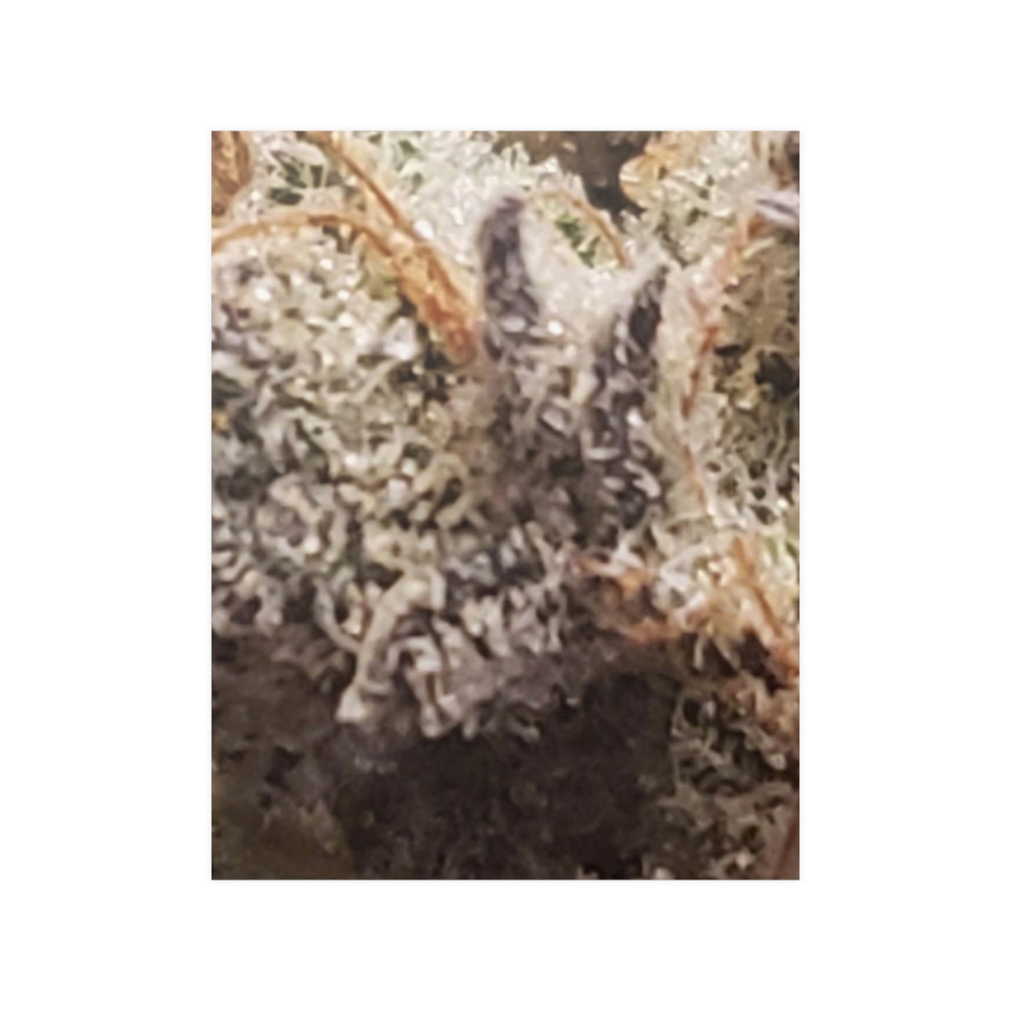 Bud Satin Posters (210gsm)