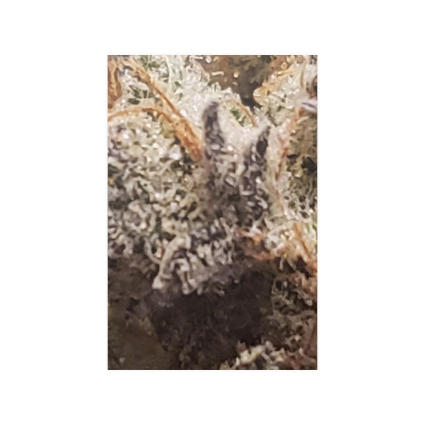 Bud Satin Posters (210gsm)