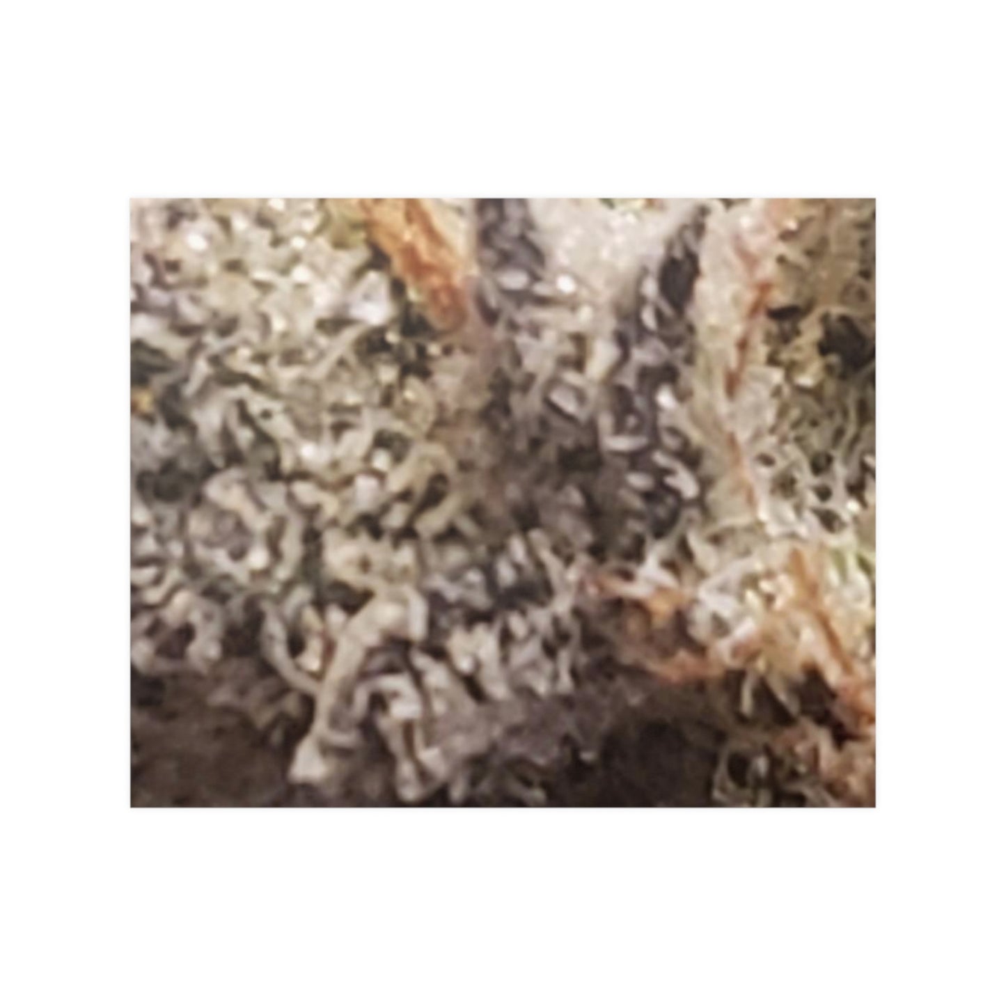 Bud Satin Posters (210gsm)