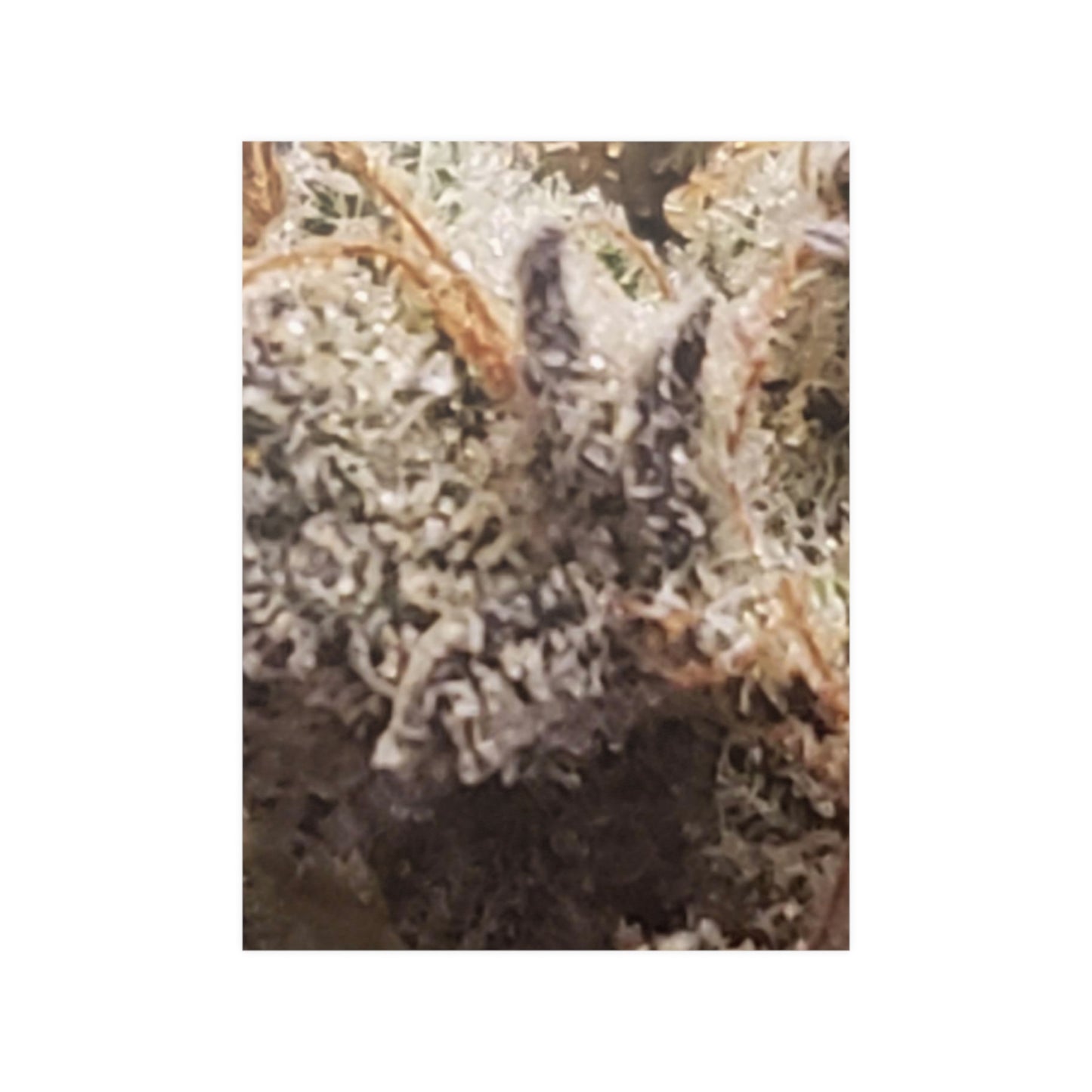 Bud Satin Posters (210gsm)