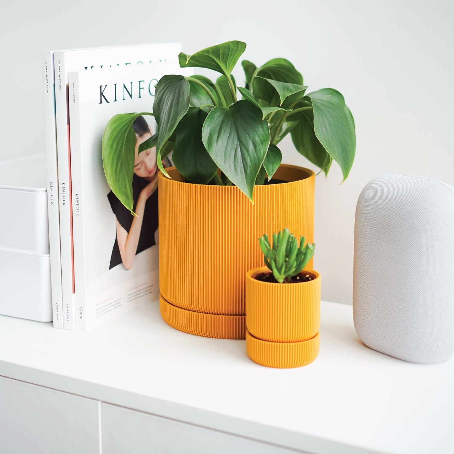 Hemlock Planter Conifer