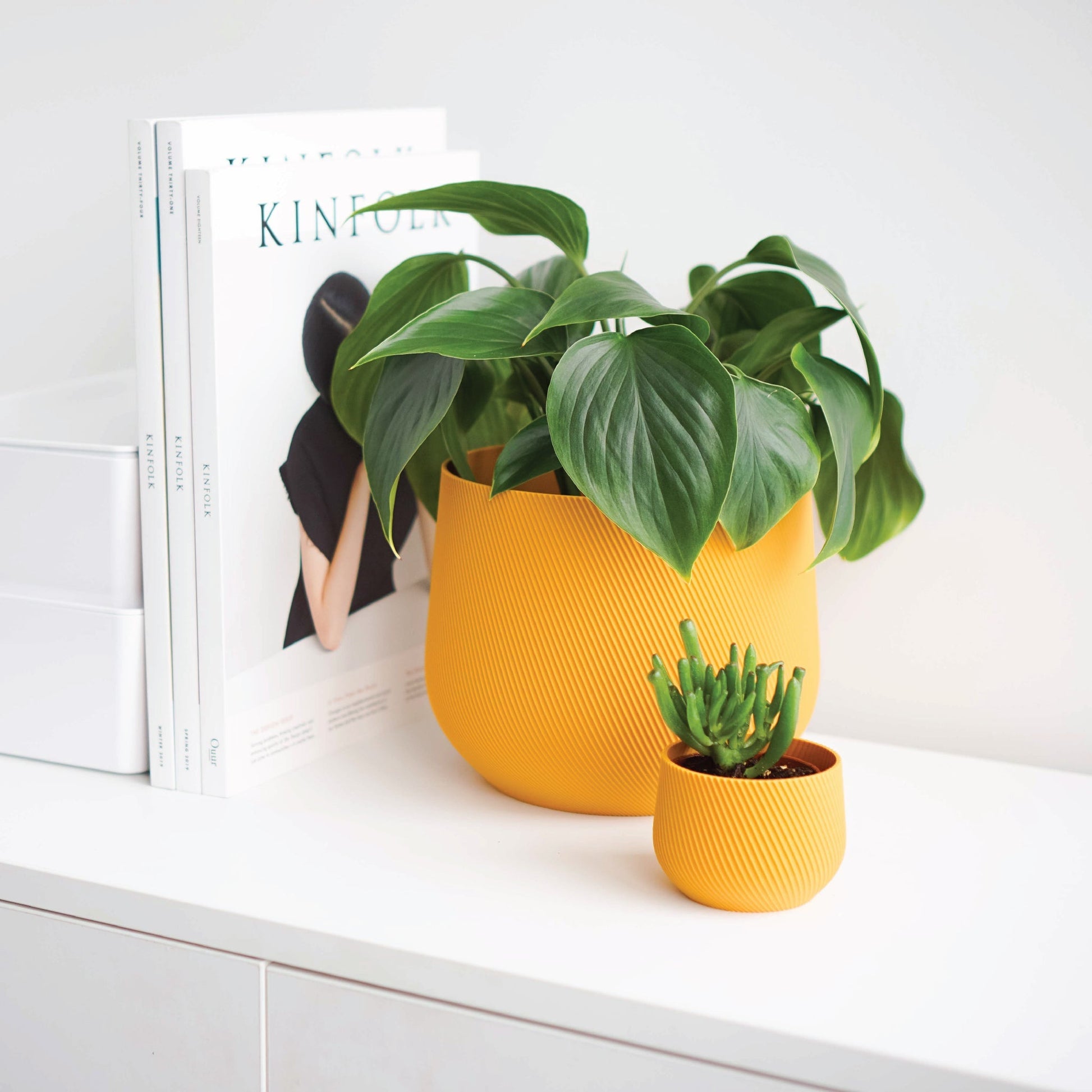 Juniper Planter Conifer