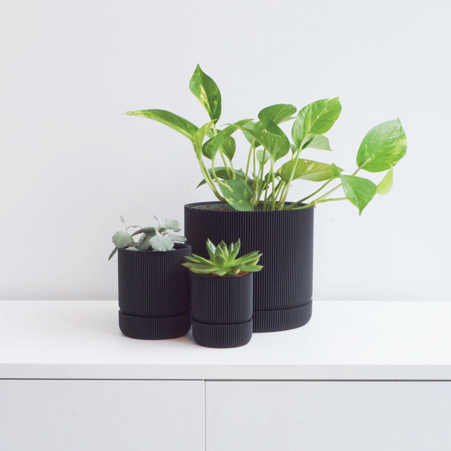 Hemlock Planter Conifer