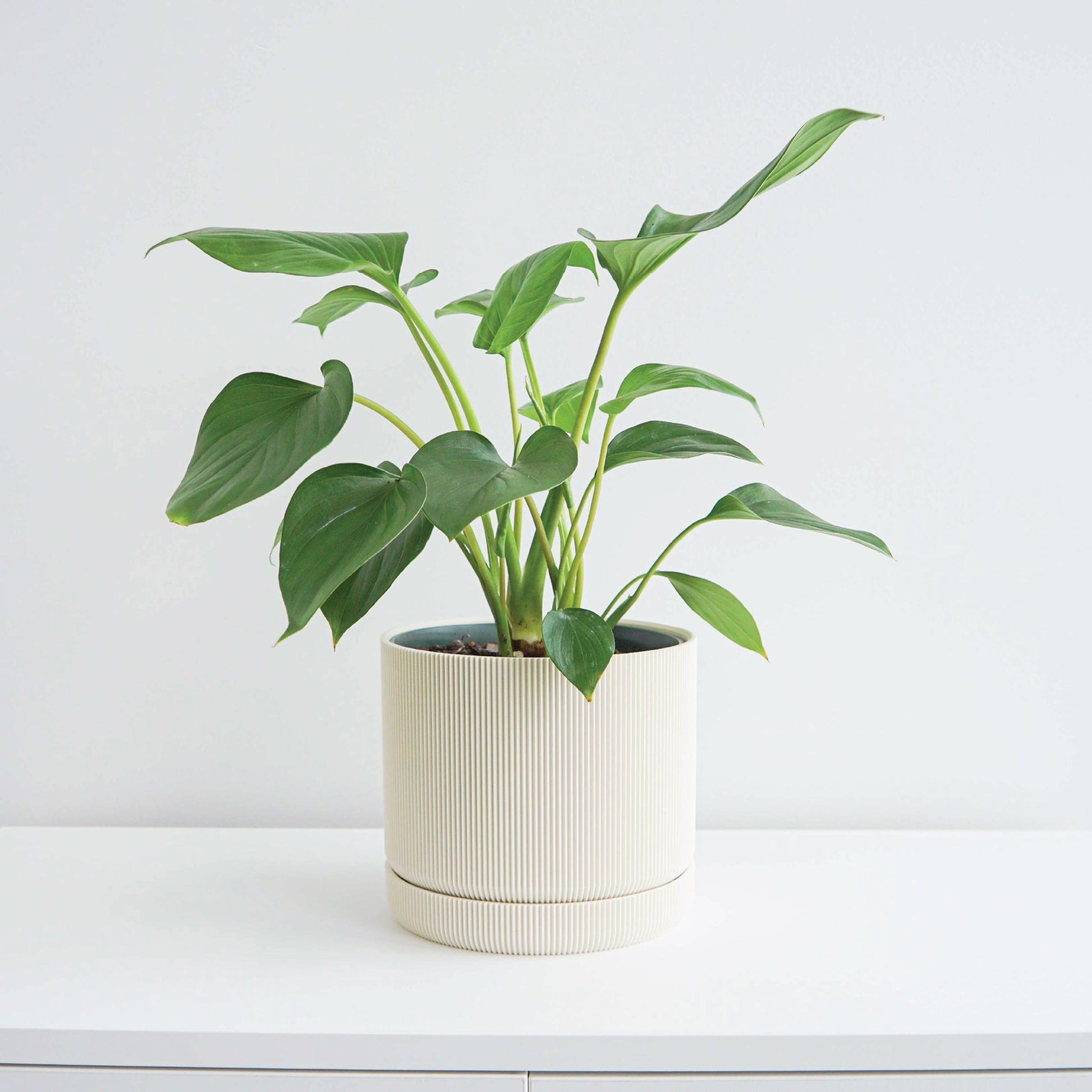 Hemlock Planter Conifer