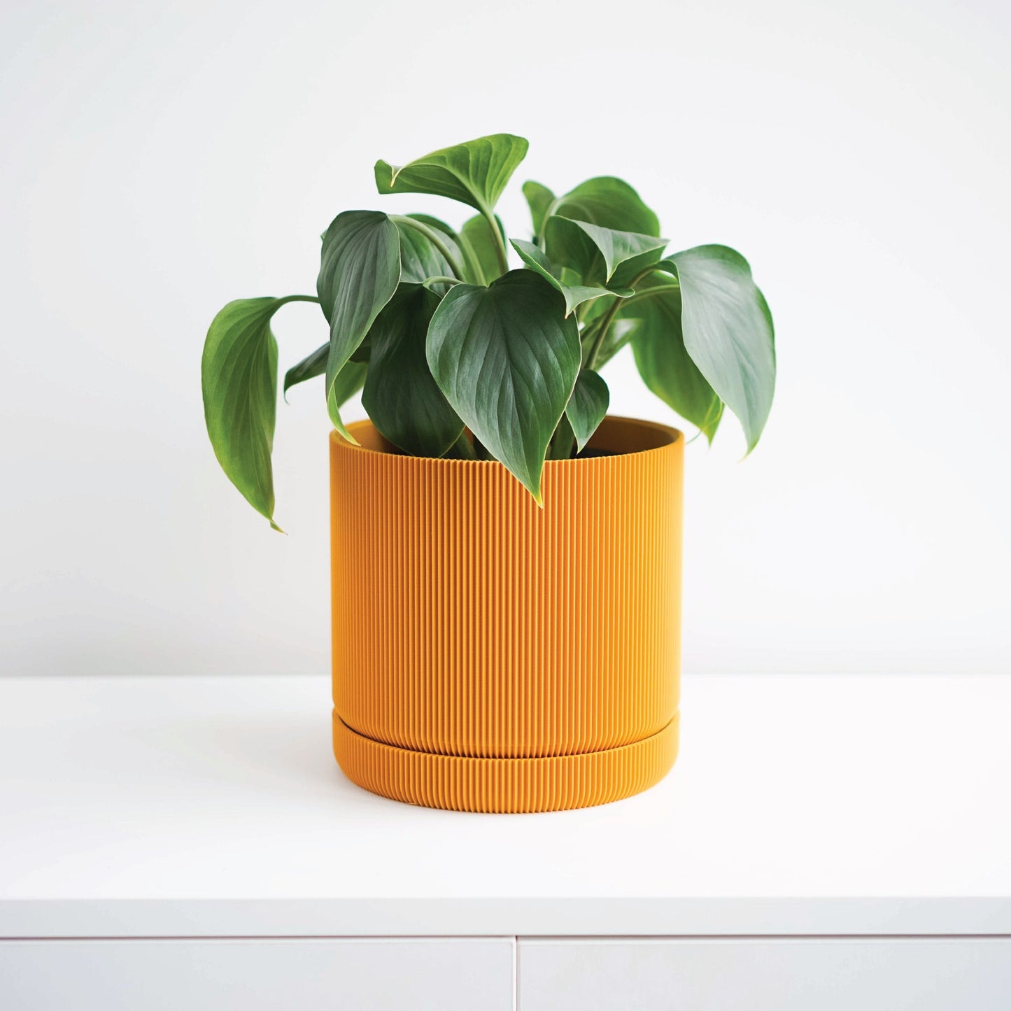 Hemlock Planter Conifer