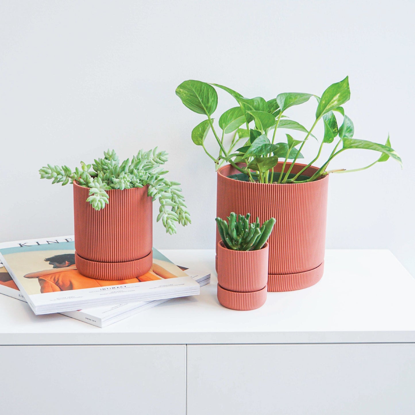 Hemlock Planter Conifer