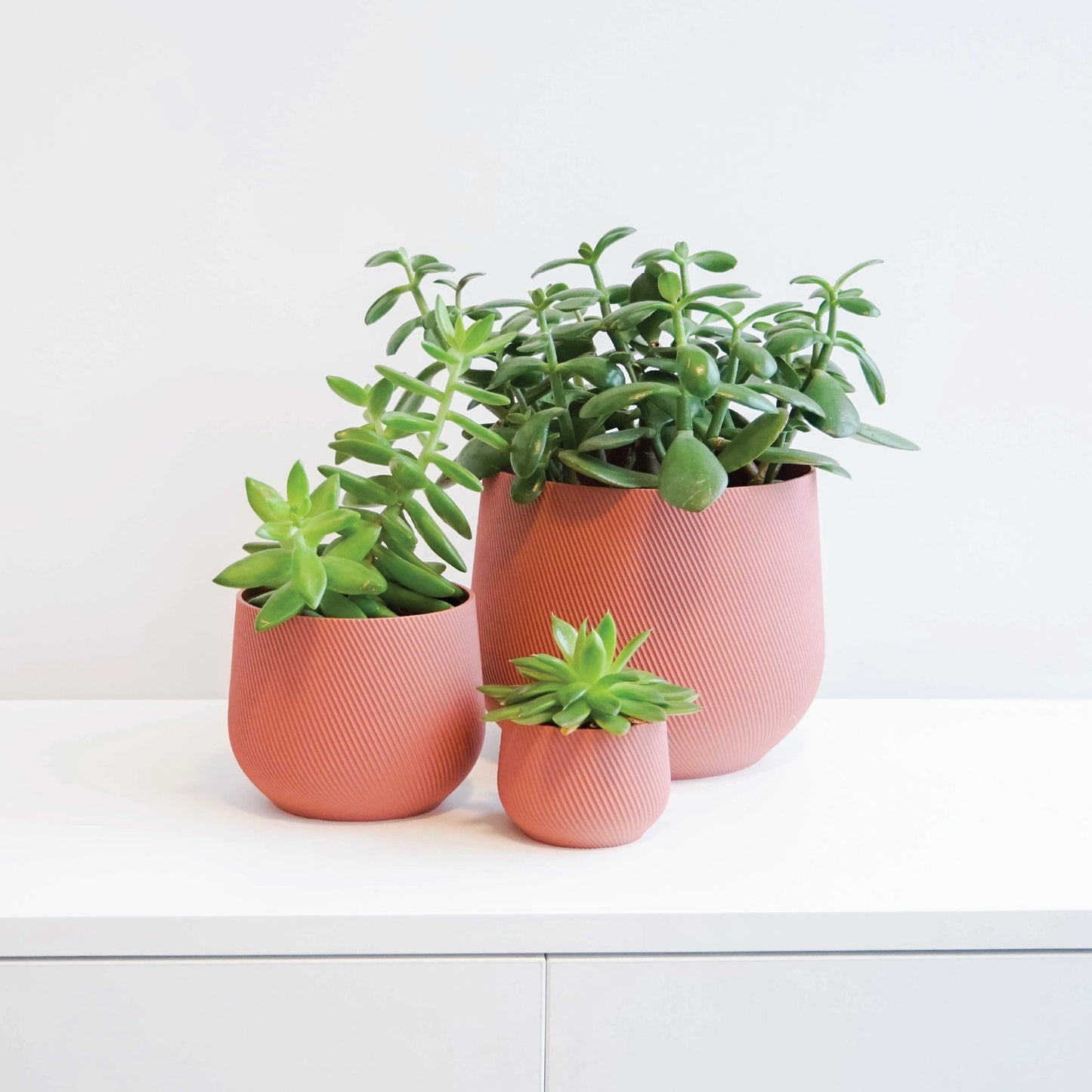 Juniper Planter Conifer