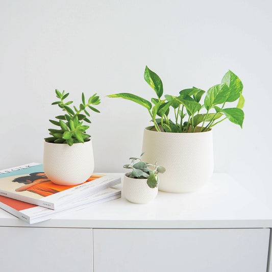 Juniper Planter Conifer