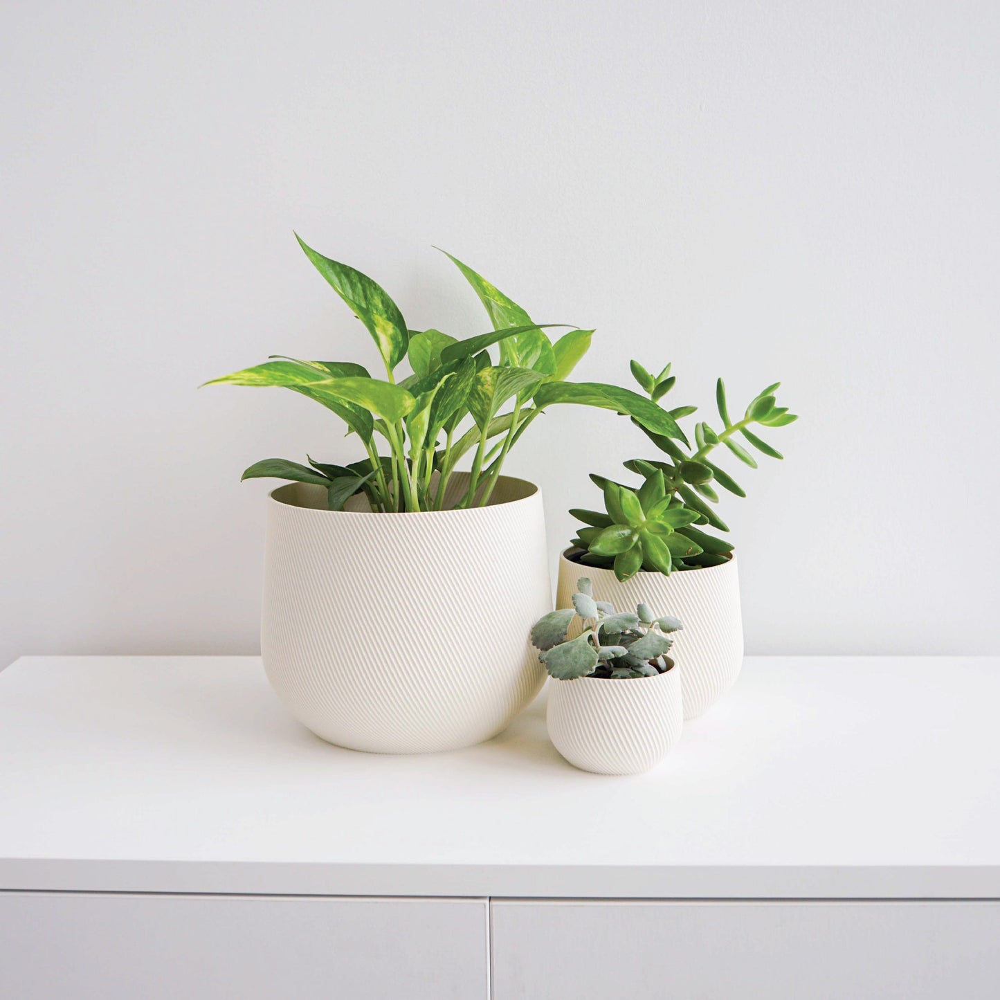 Juniper Planter Conifer