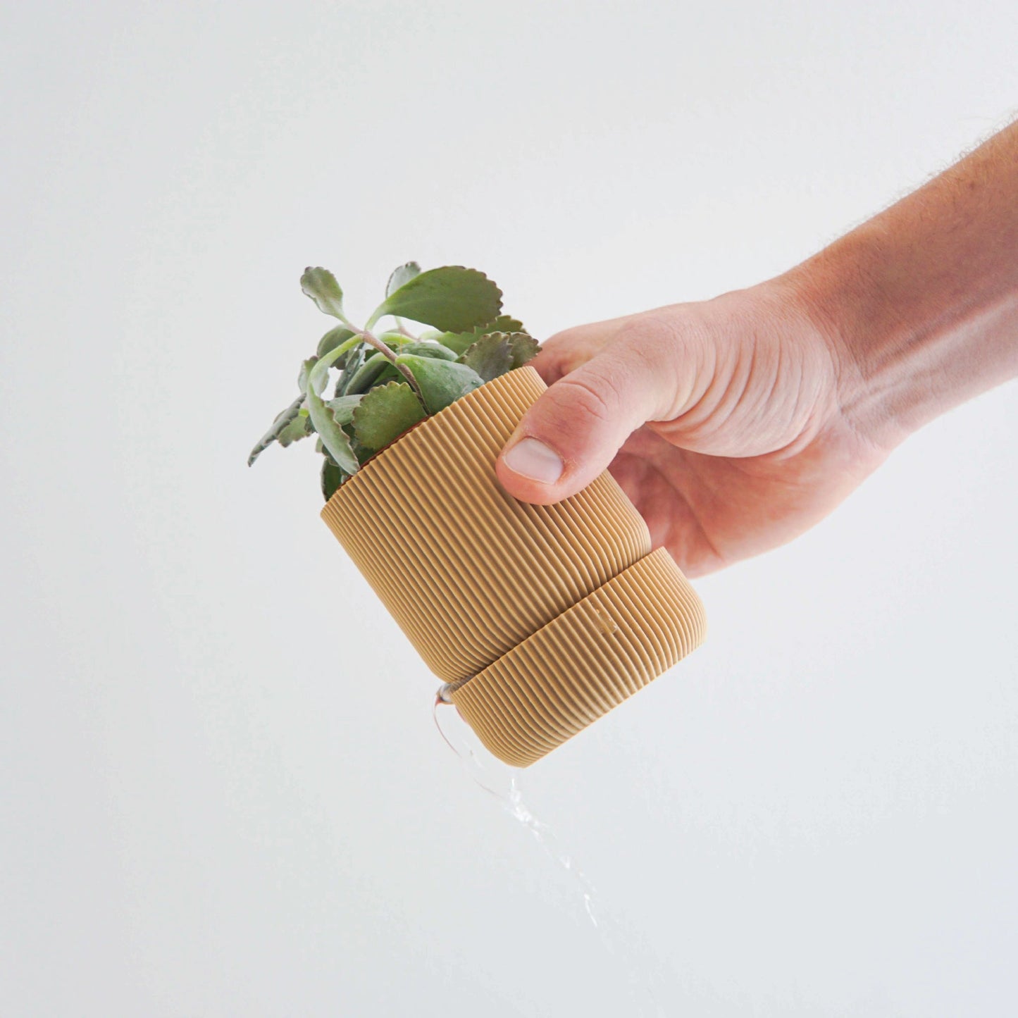 Hemlock Planter Conifer