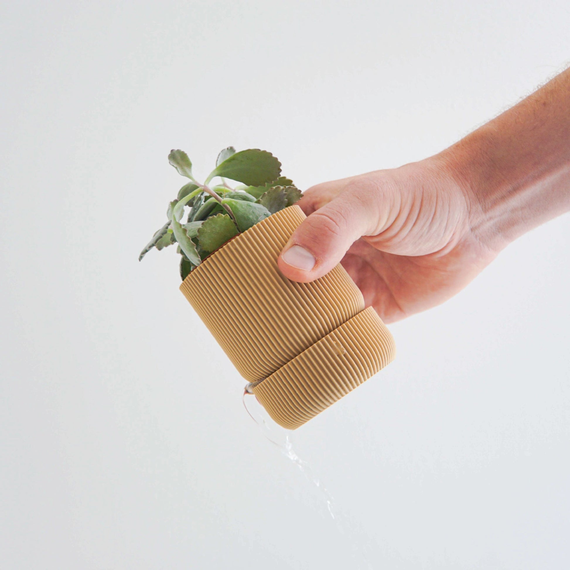 Hemlock Planter Conifer