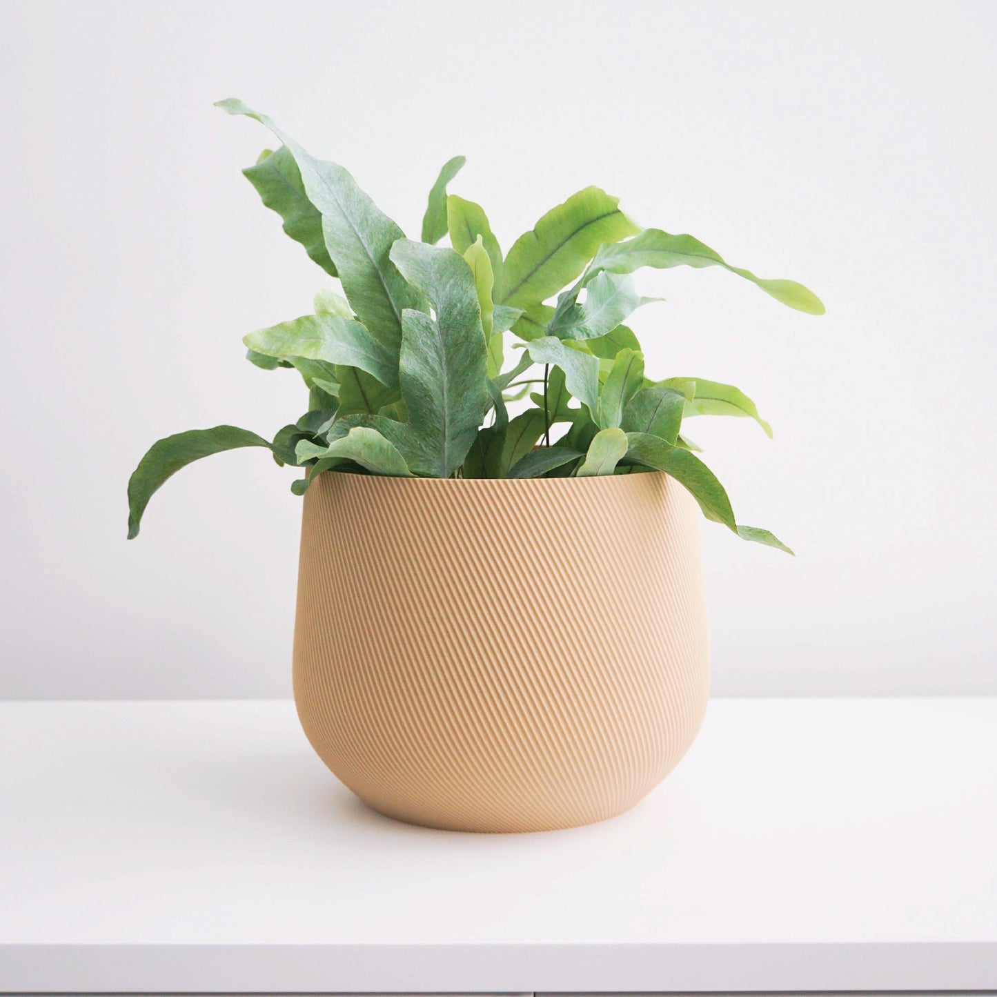 Juniper Planter Conifer