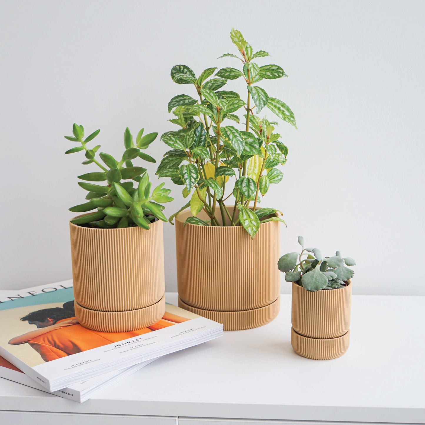 Hemlock Planter Conifer