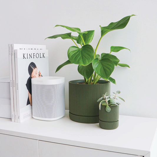 Hemlock Planter Conifer