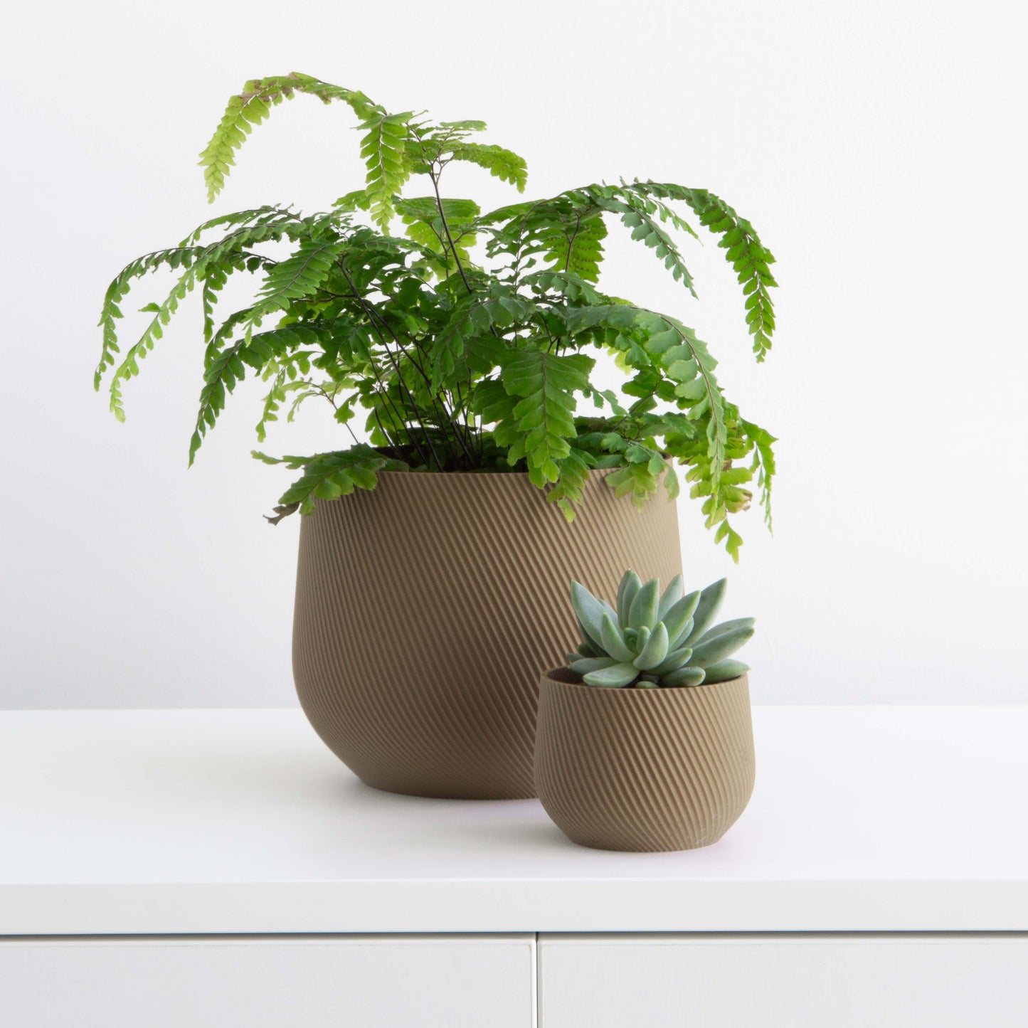 Juniper Planter Conifer