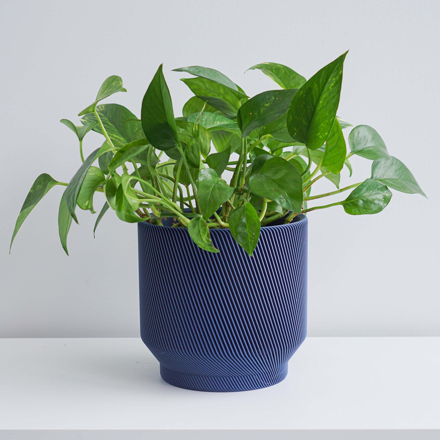 Spruce Planter Conifer