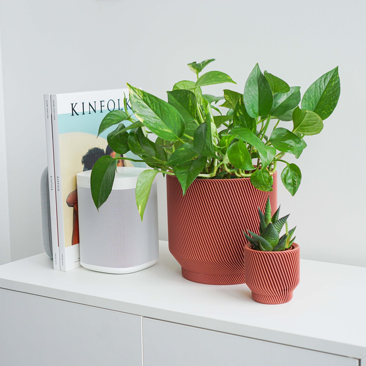 Spruce Planter Conifer