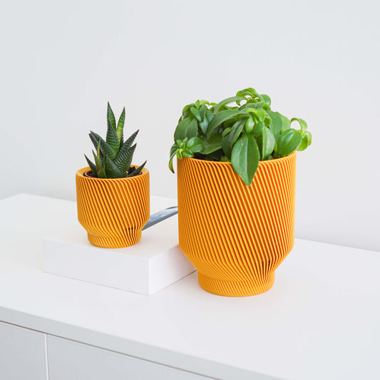 Spruce Planter Conifer