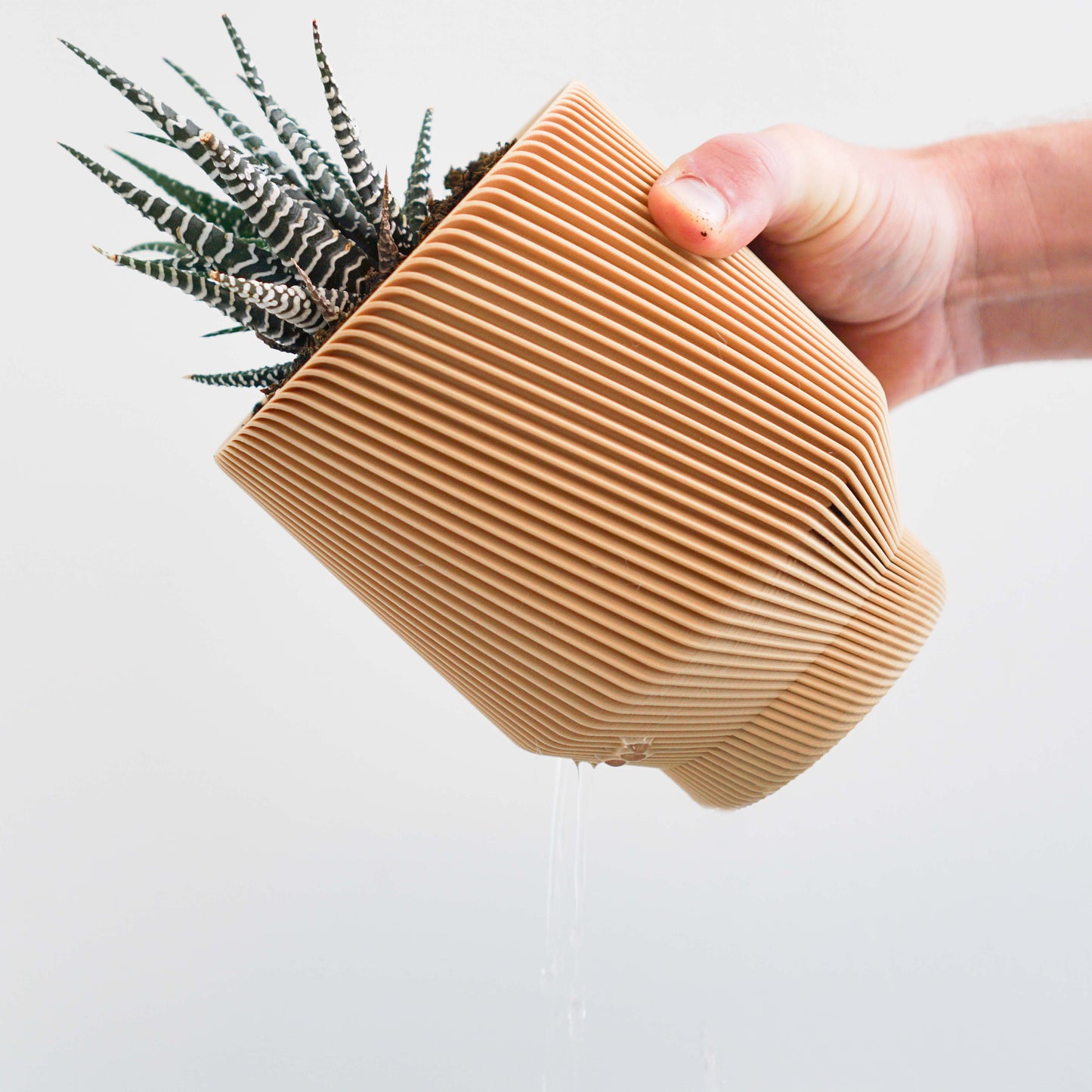Spruce Planter Conifer