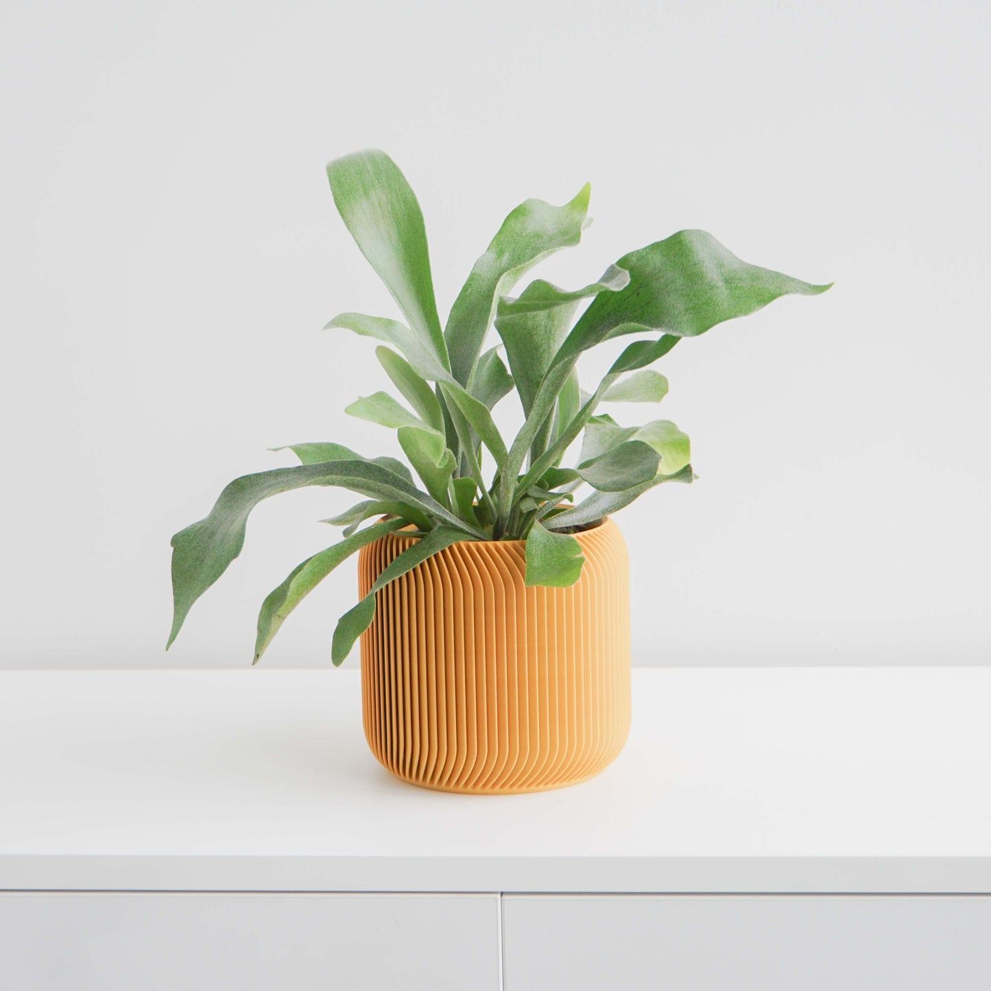 Pine Planter Conifer