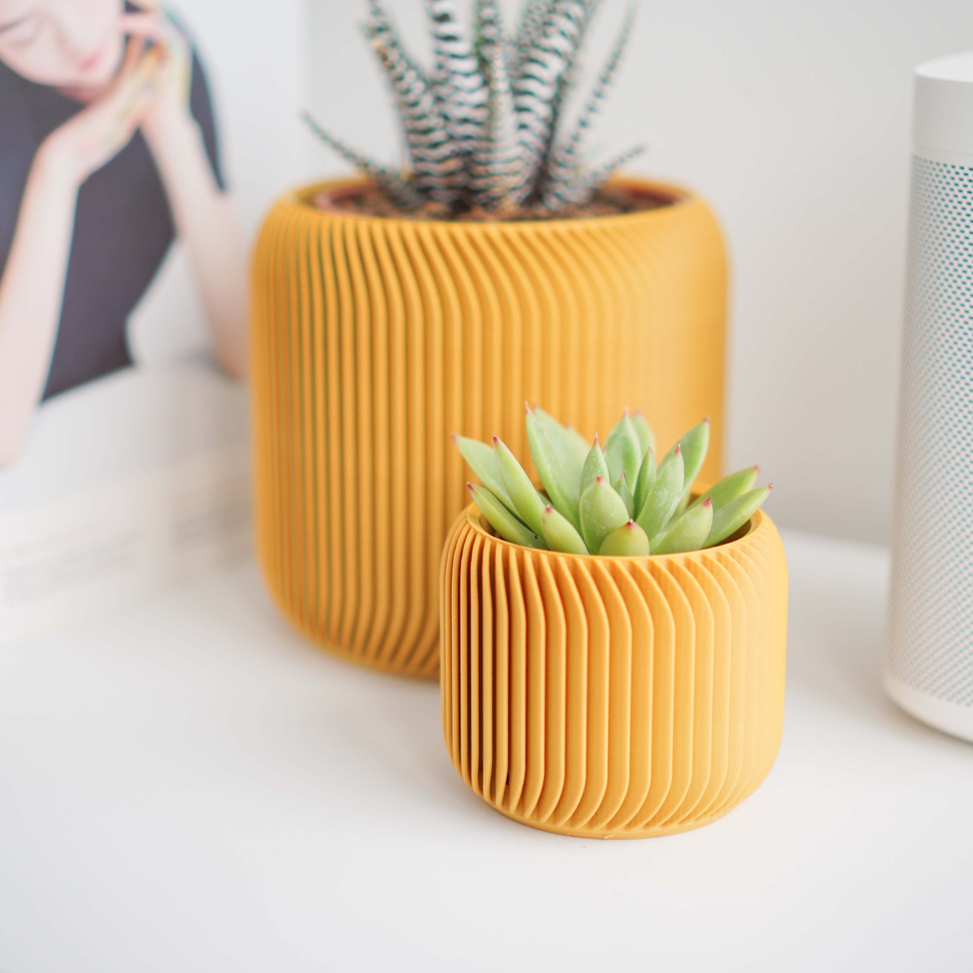 Pine Planter Conifer