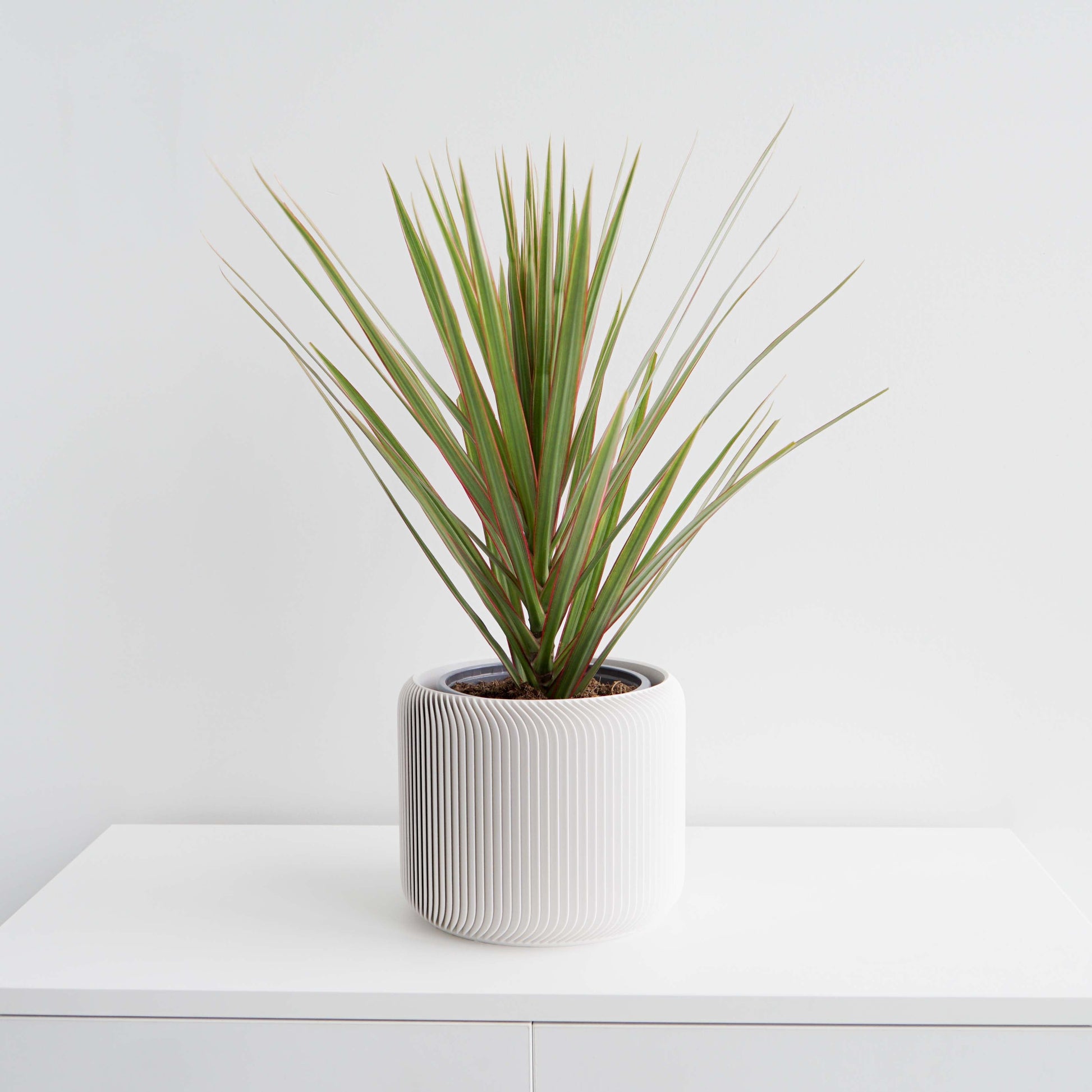 Pine Planter Conifer