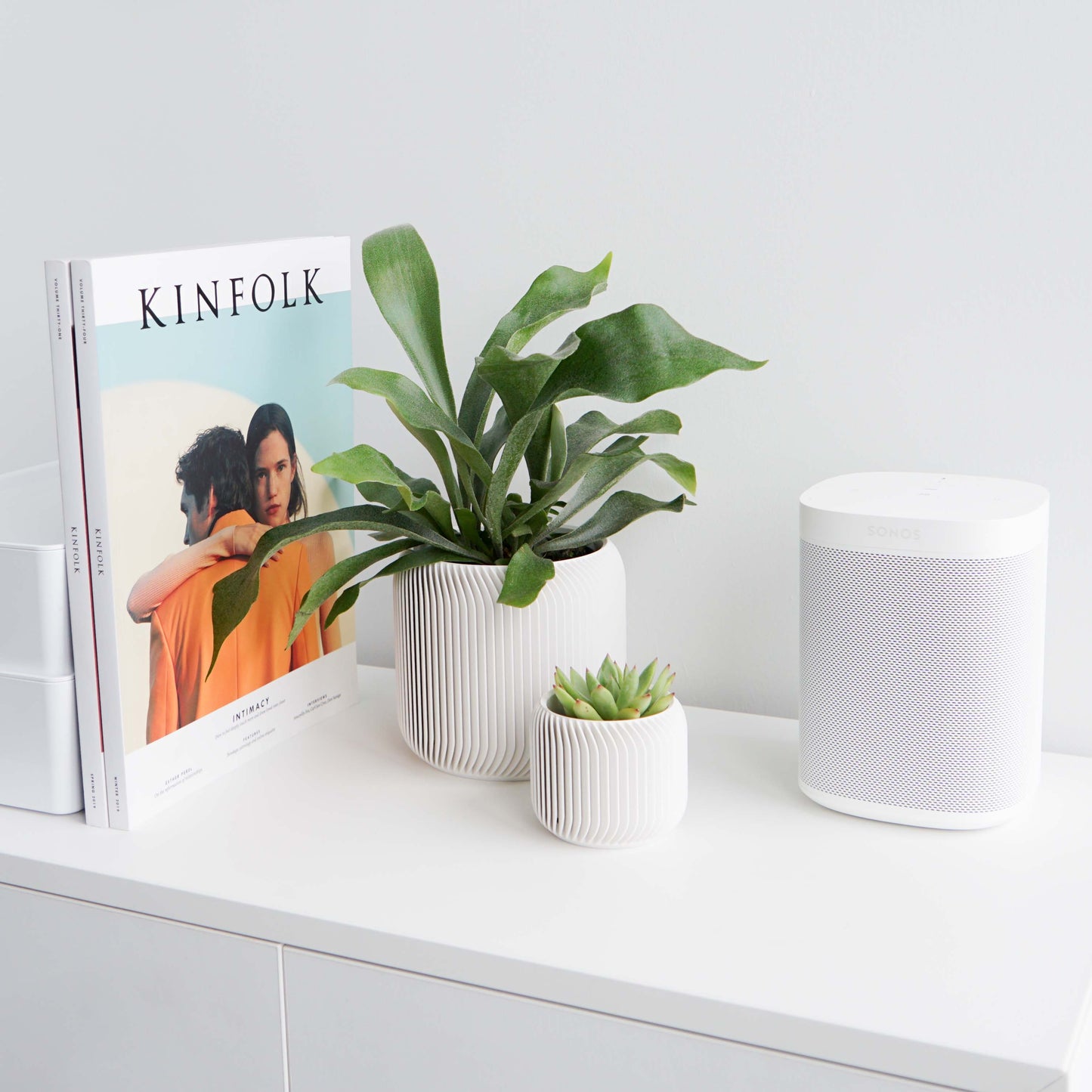 Pine Planter Conifer