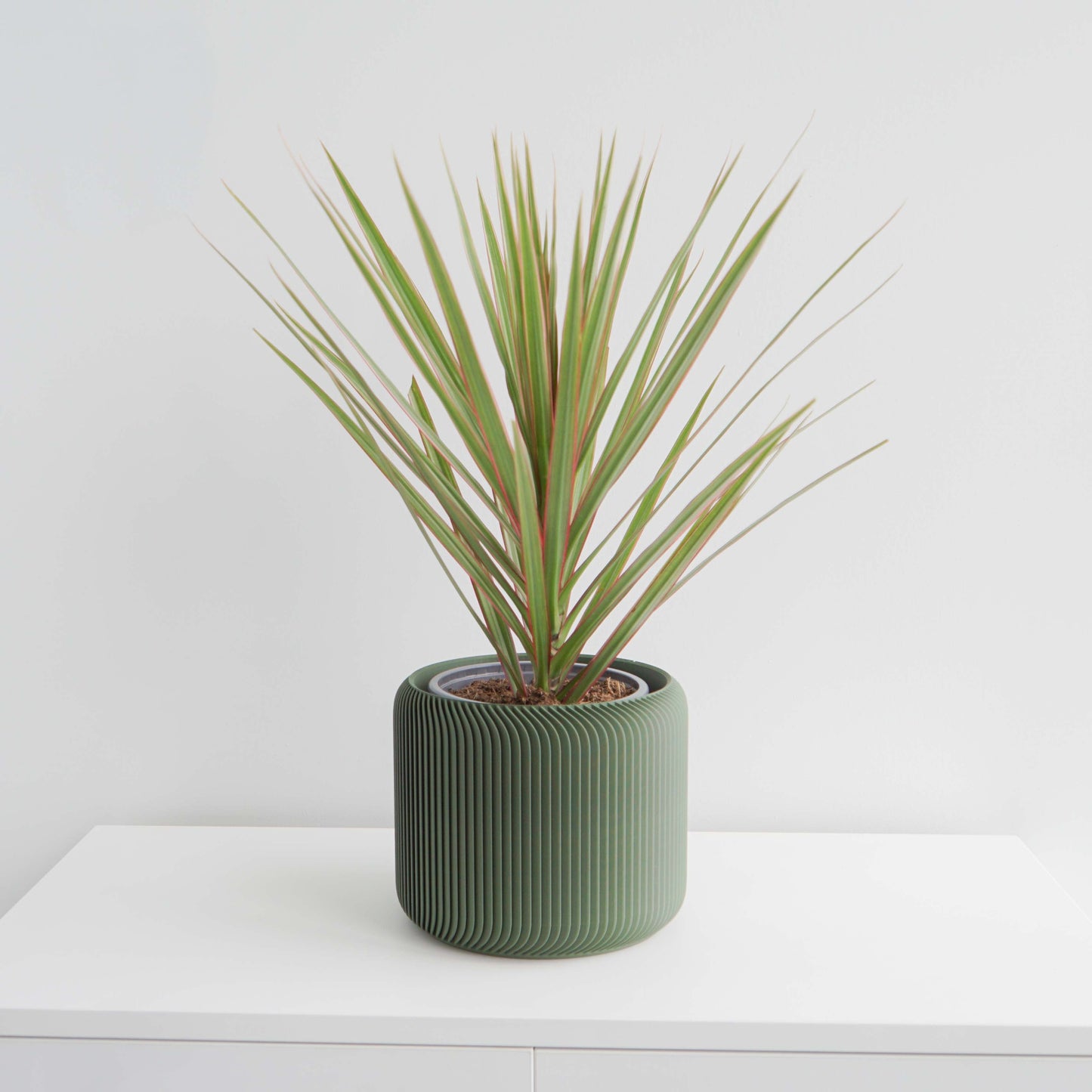 Pine Planter Conifer