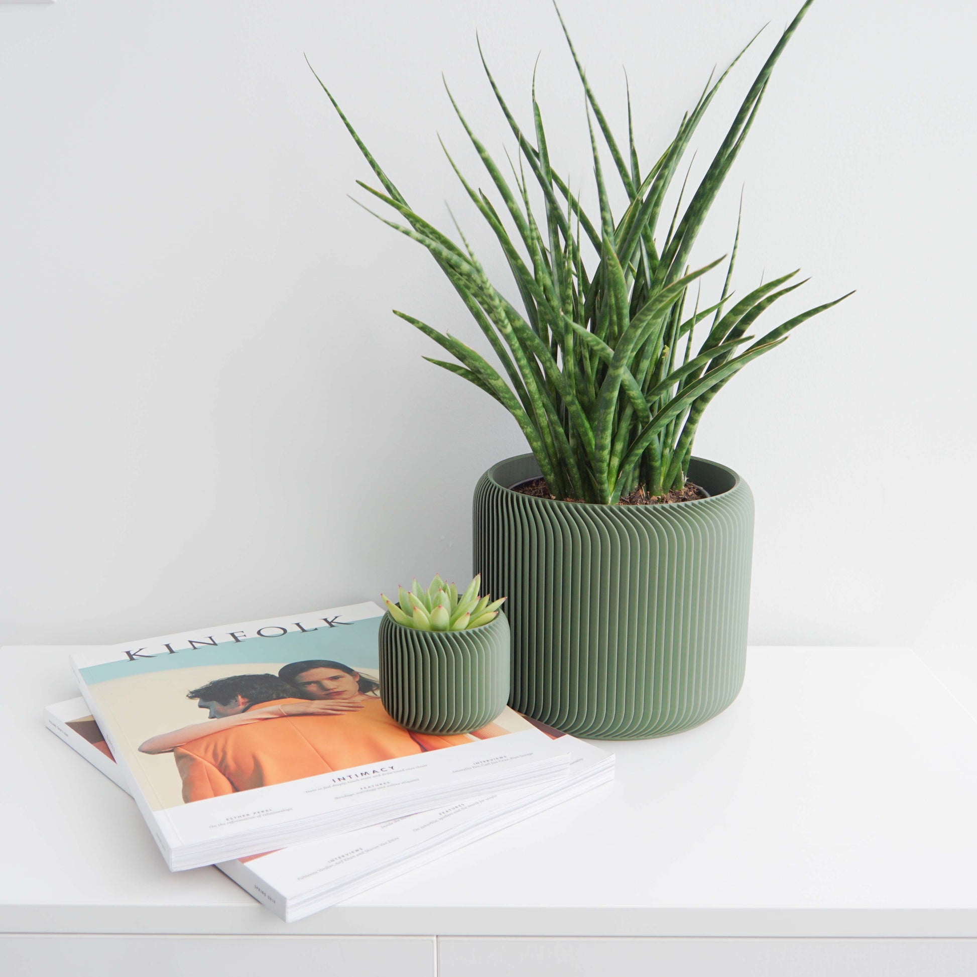 Pine Planter Conifer