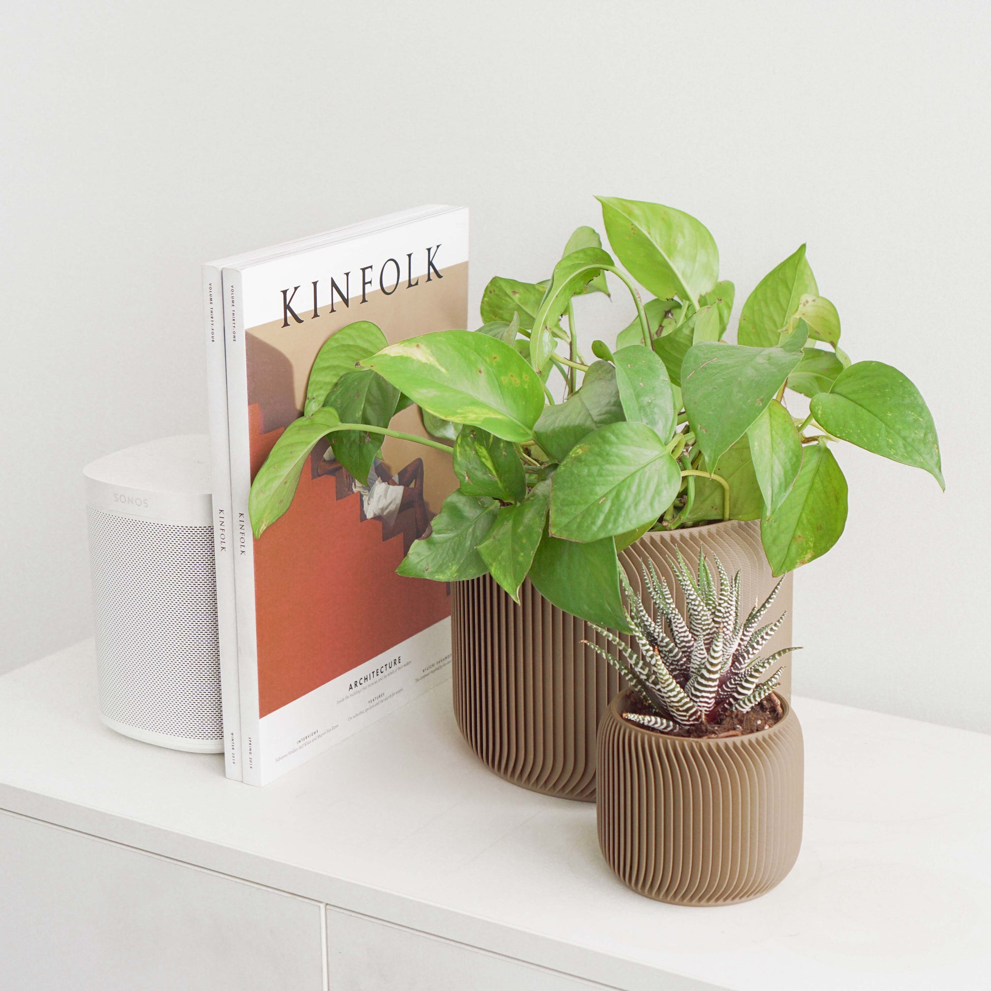 Pine Planter Conifer